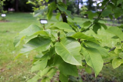 Magnolia x denudata 'Yellow River' - magnólie, šácholan obnažený - listy